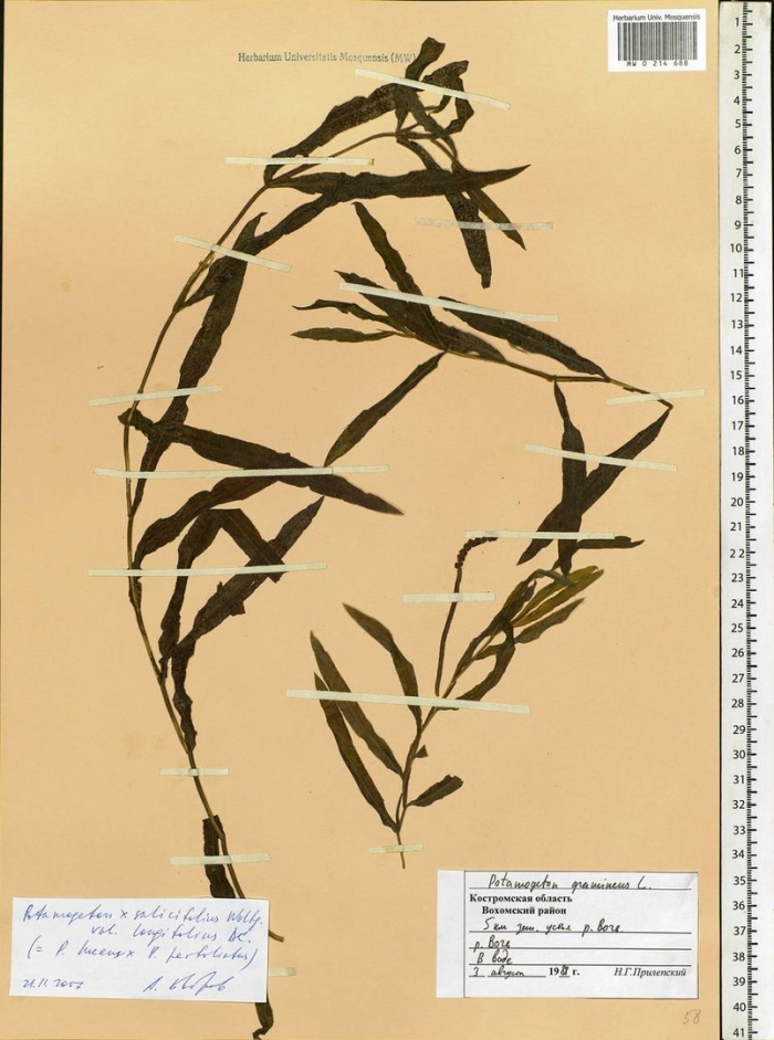 Potamogeton praelongus