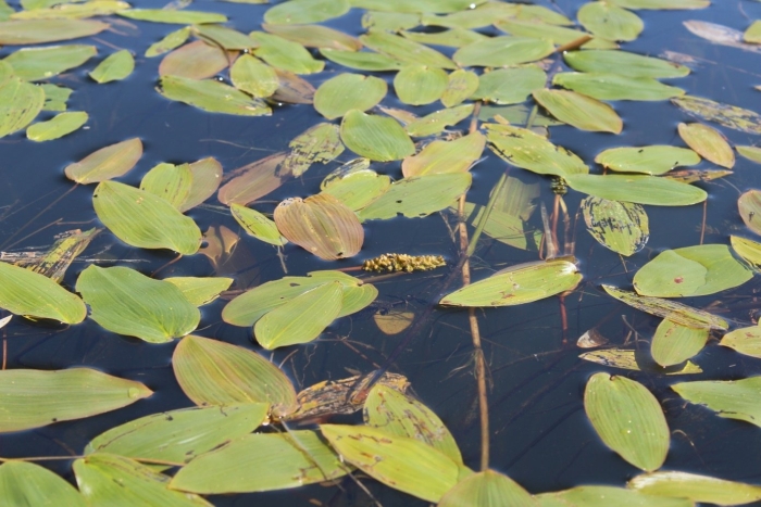 Рдест плавающий . potamogeton natans