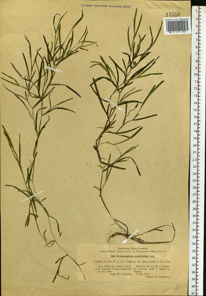 Potamogeton pectinatus