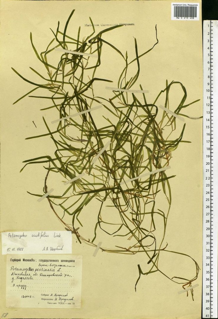 Brachypodium sylvaticum