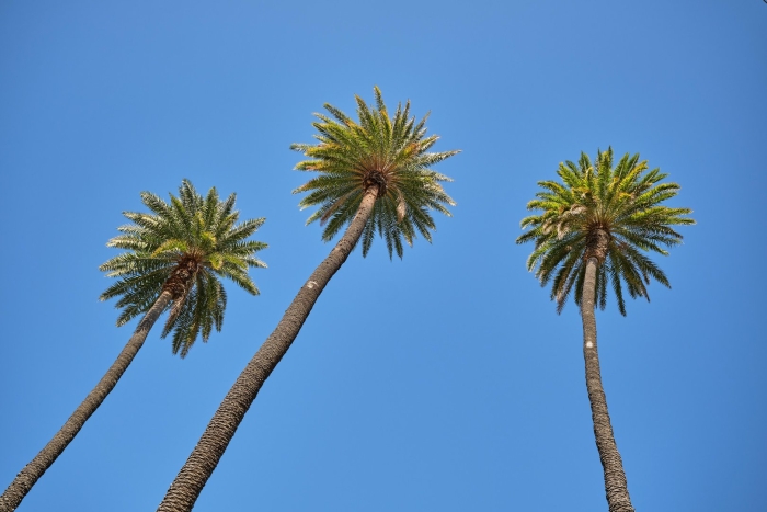 Пальмы вид снизу