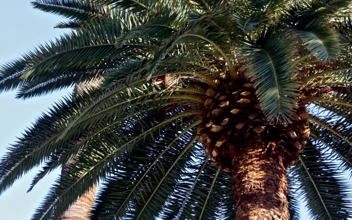 Пальмовое дерево древесина