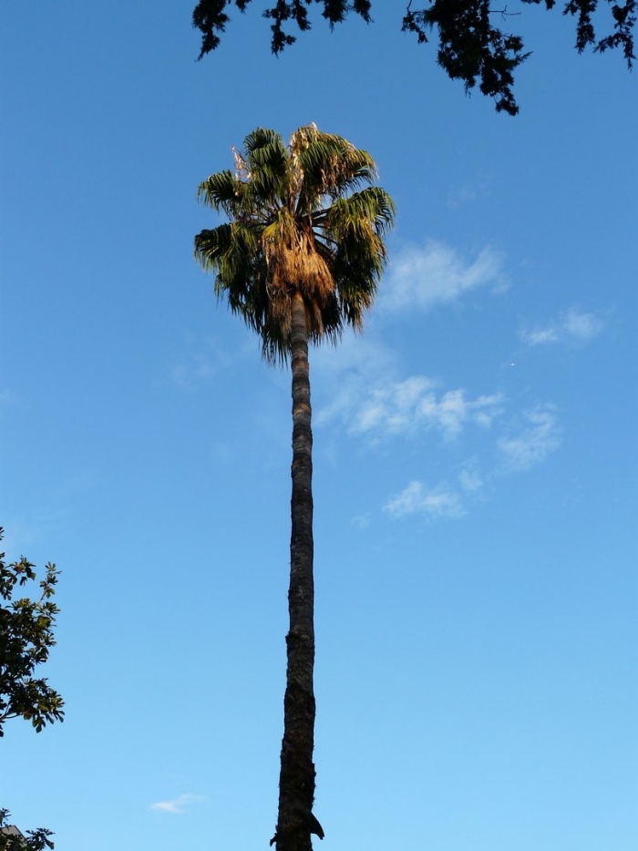 Washingtonia robusta