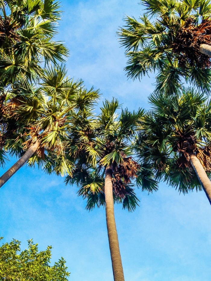 Пальма пальмира