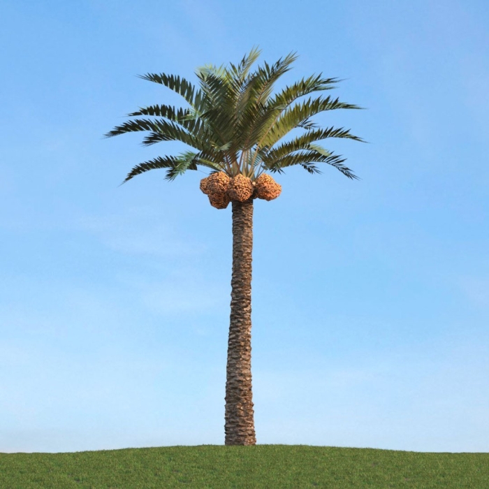 Финиковая пальма