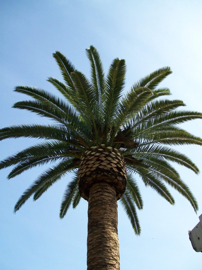 Date palm tree