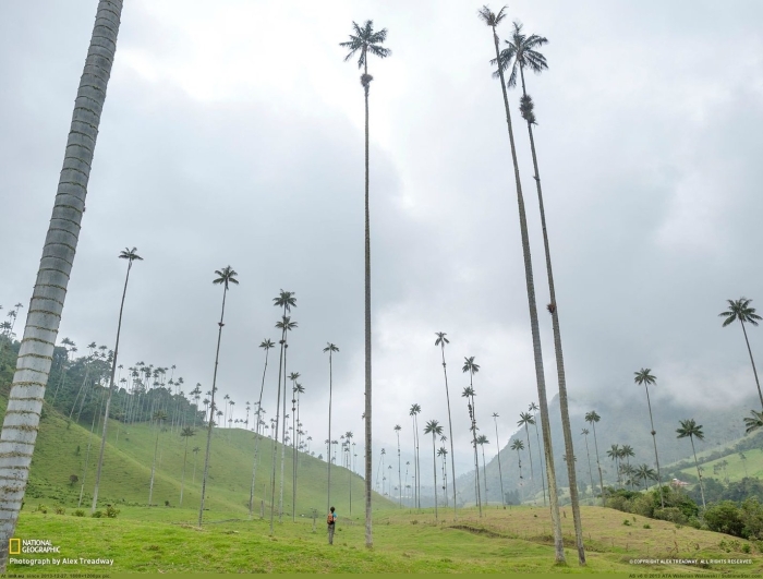 Долина кокора колумбия