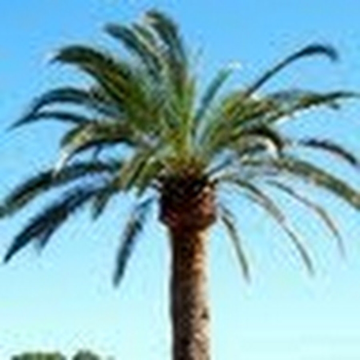 Финиковая пальма