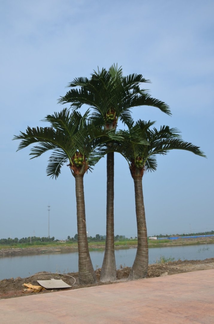 Coconut palm tree