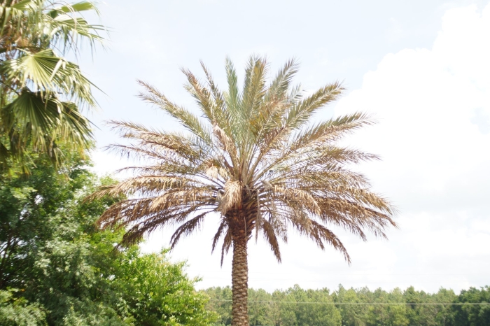 Финиковая пальма
