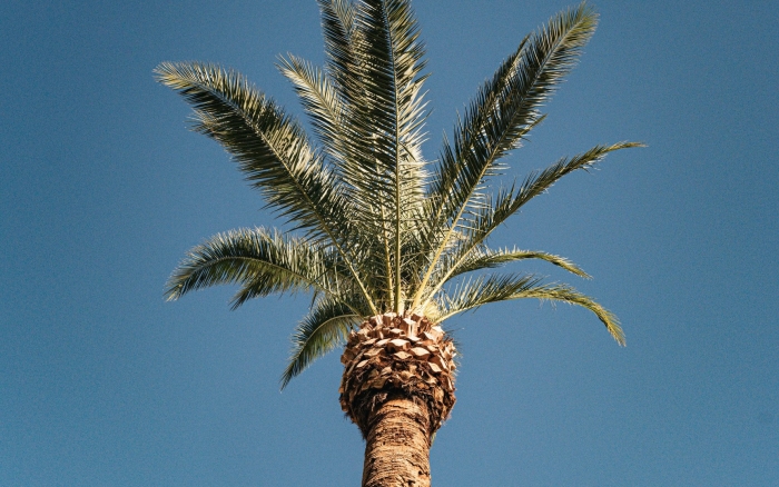 Palm tree
