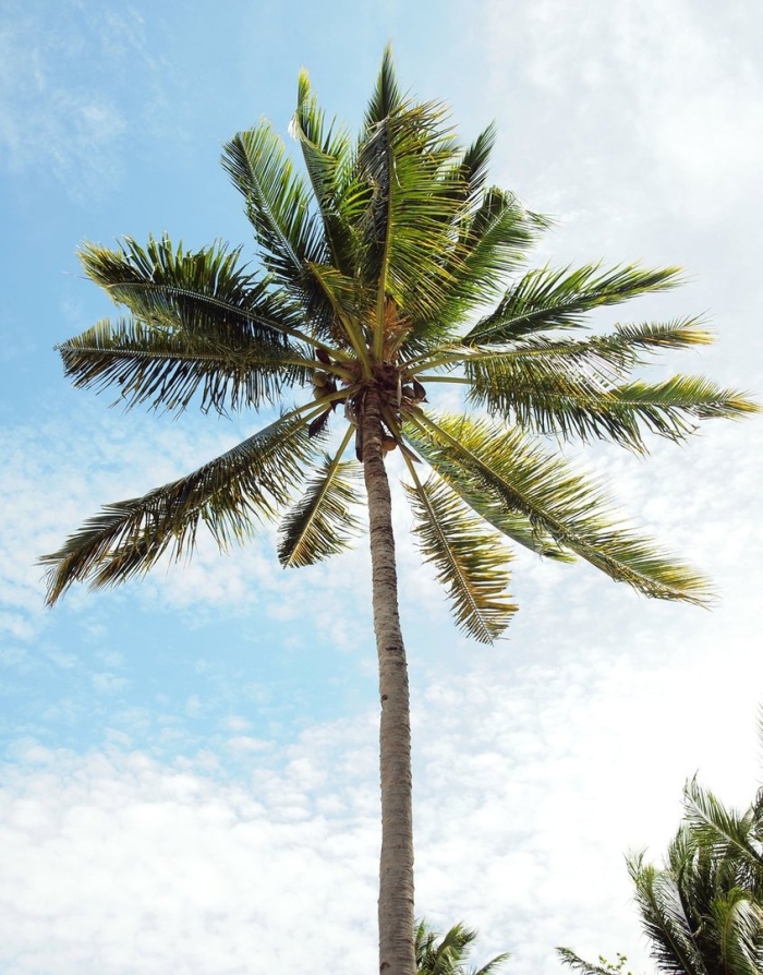 Пальма дерево