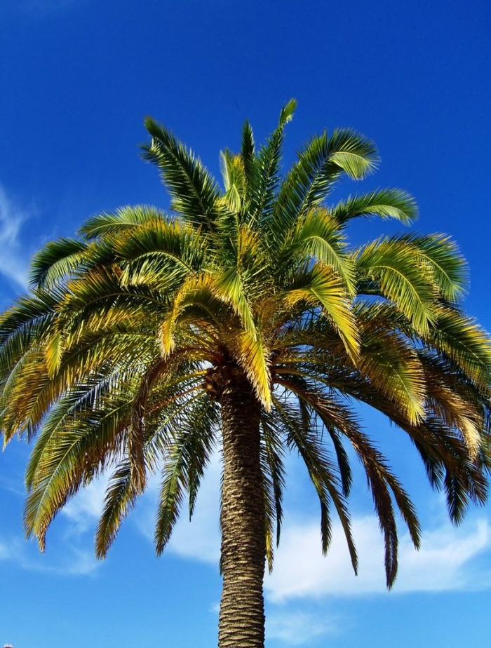 Пальма в сочи