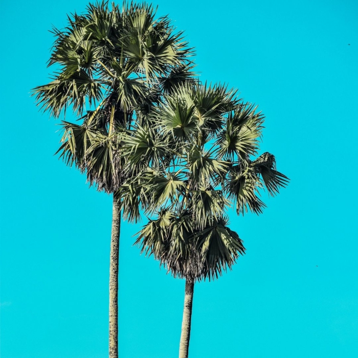 Природа пальмы