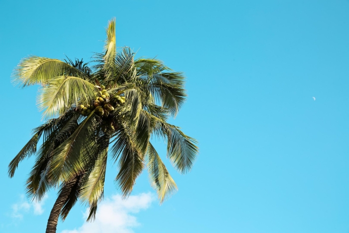 Пальма кокос