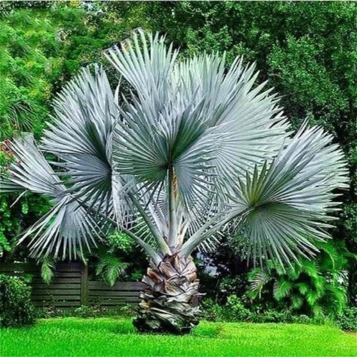 Бисмаркия пальма