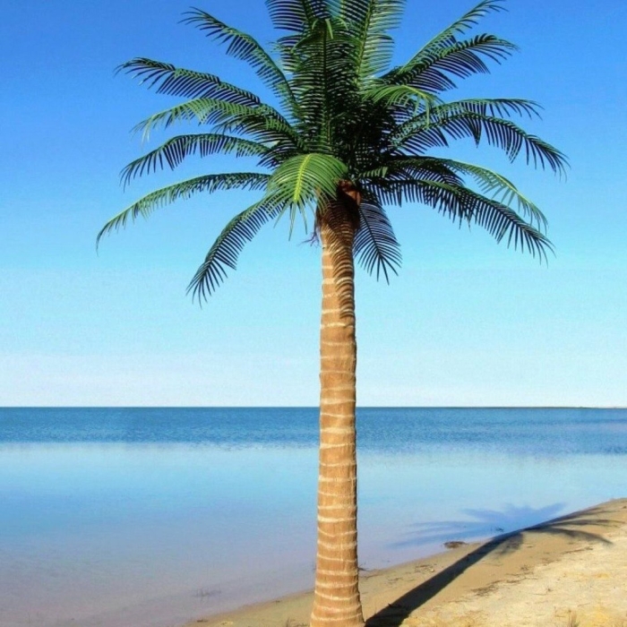 Coconut palm