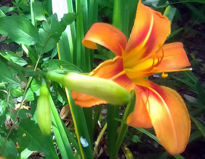 Лилейник оранжевый