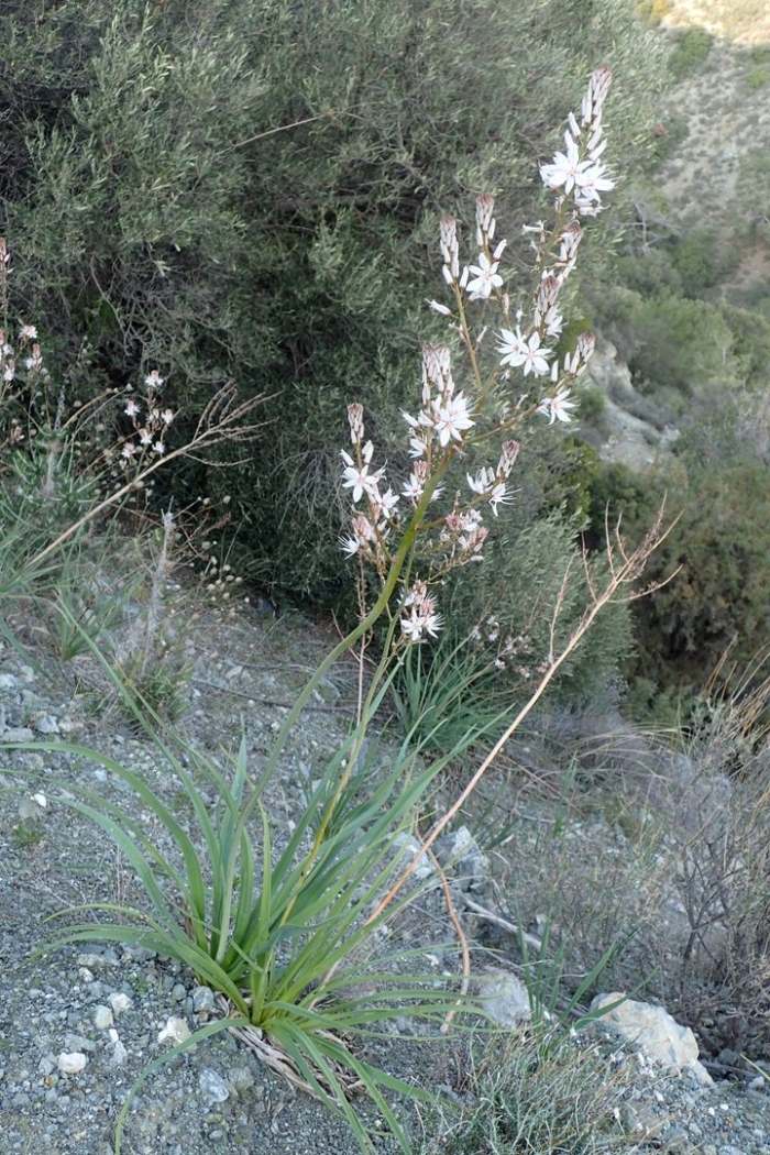 Асфодель цветок смерти