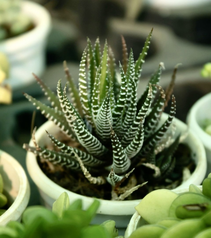 Хавортия кактус зебра