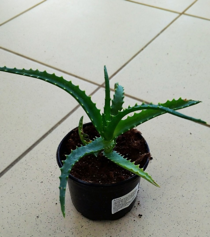 Алоэ асфоделовые