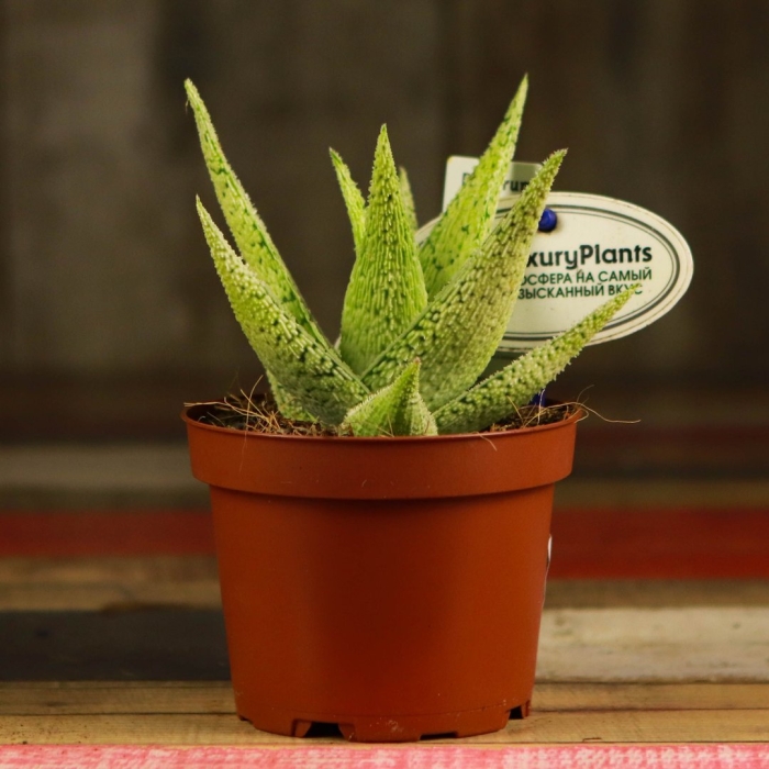 Алоэ сноуфлейк