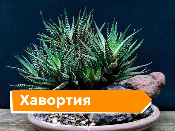 Суккулент хавортия извилистая