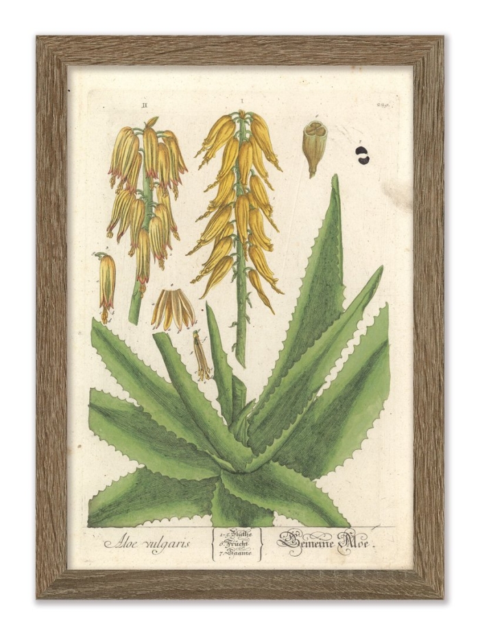 Алоэ древовидное гербарий