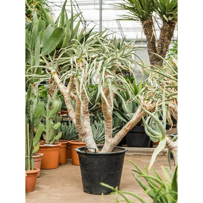 Алоэ дихотомическое