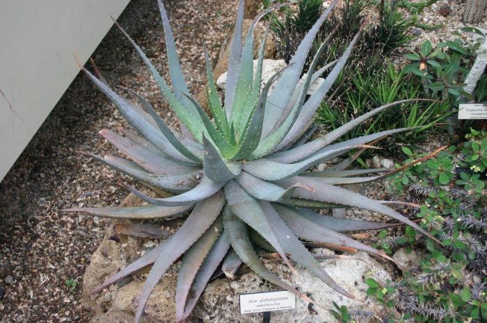 Aloe globuligemma
