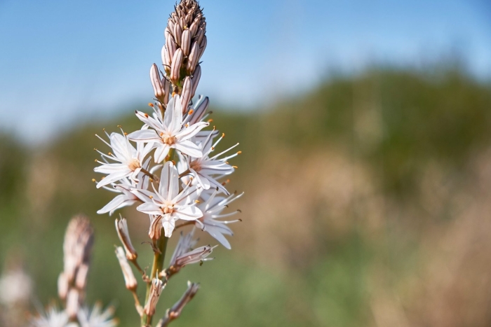 Болотный асфодель