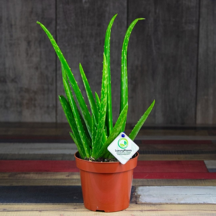 Алоэ вера семейство асфоделовые