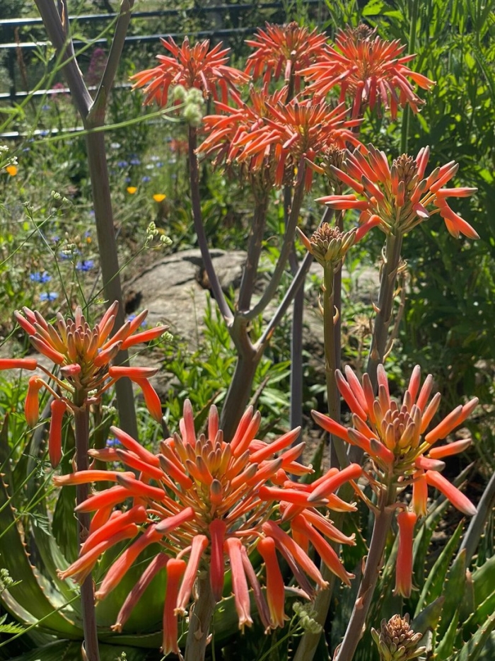 Aloe saponaria
