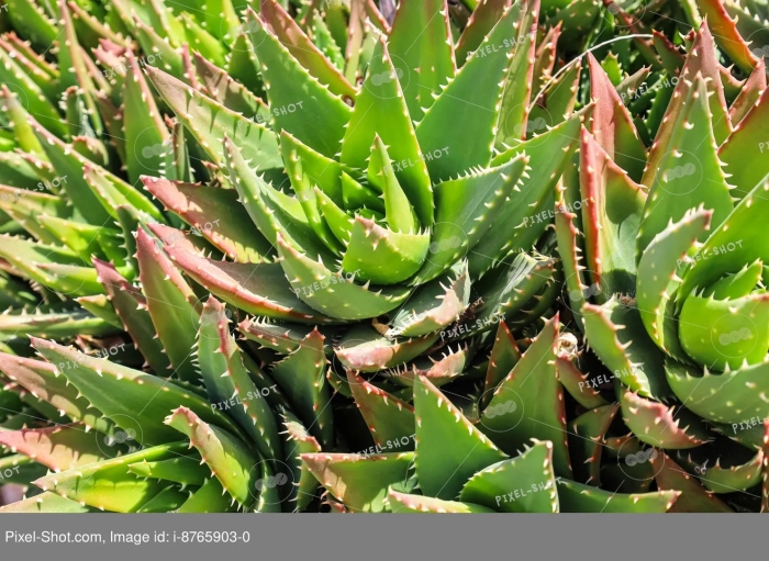 Алоэ пликатилис