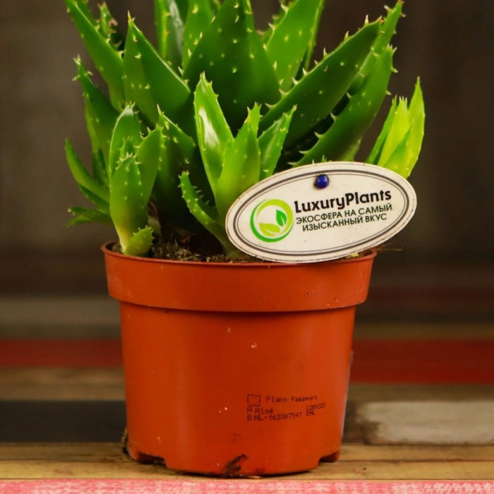 Алоэ колпачковидное
