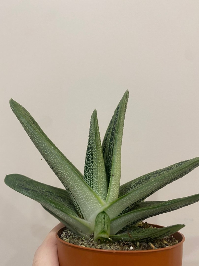 Гастерия бородавчатая gasteria verrucosa