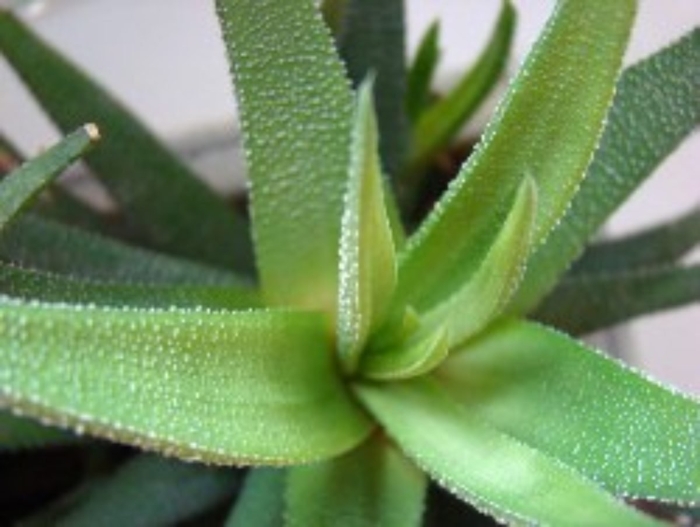 Хавортия longiana