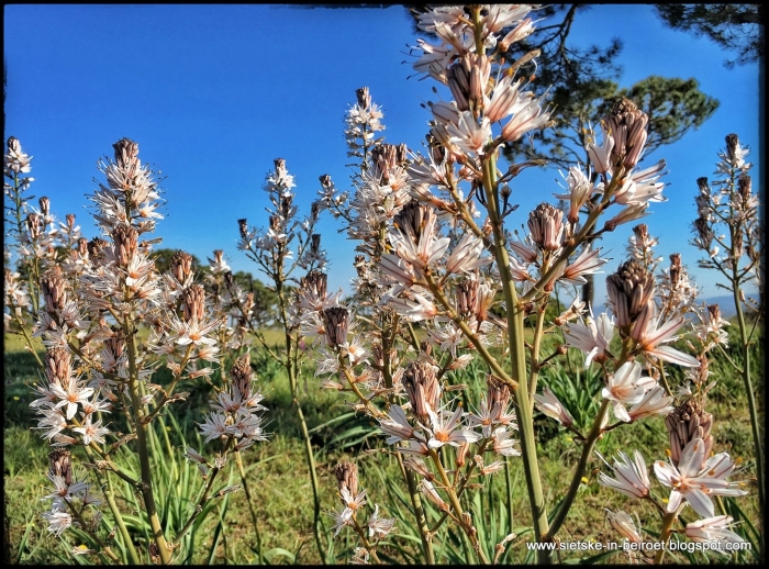 Асфодель шарон