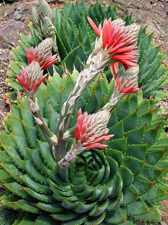 Спиральное (aloe polyphylla)