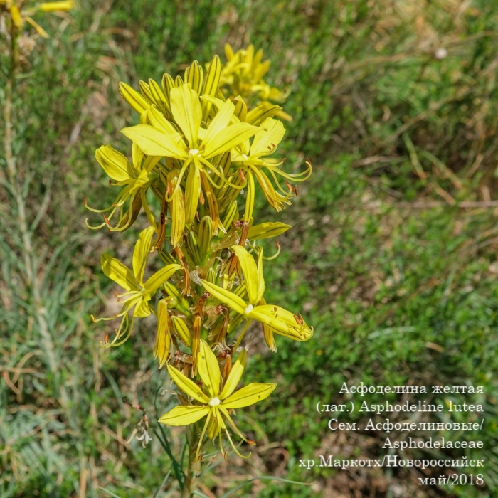 Асфоделина желтая крым