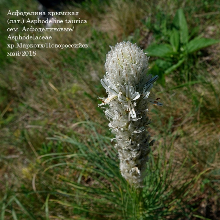 Асфоделина крымская белая
