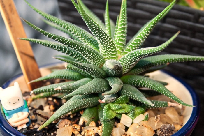 Haworthia fasciata