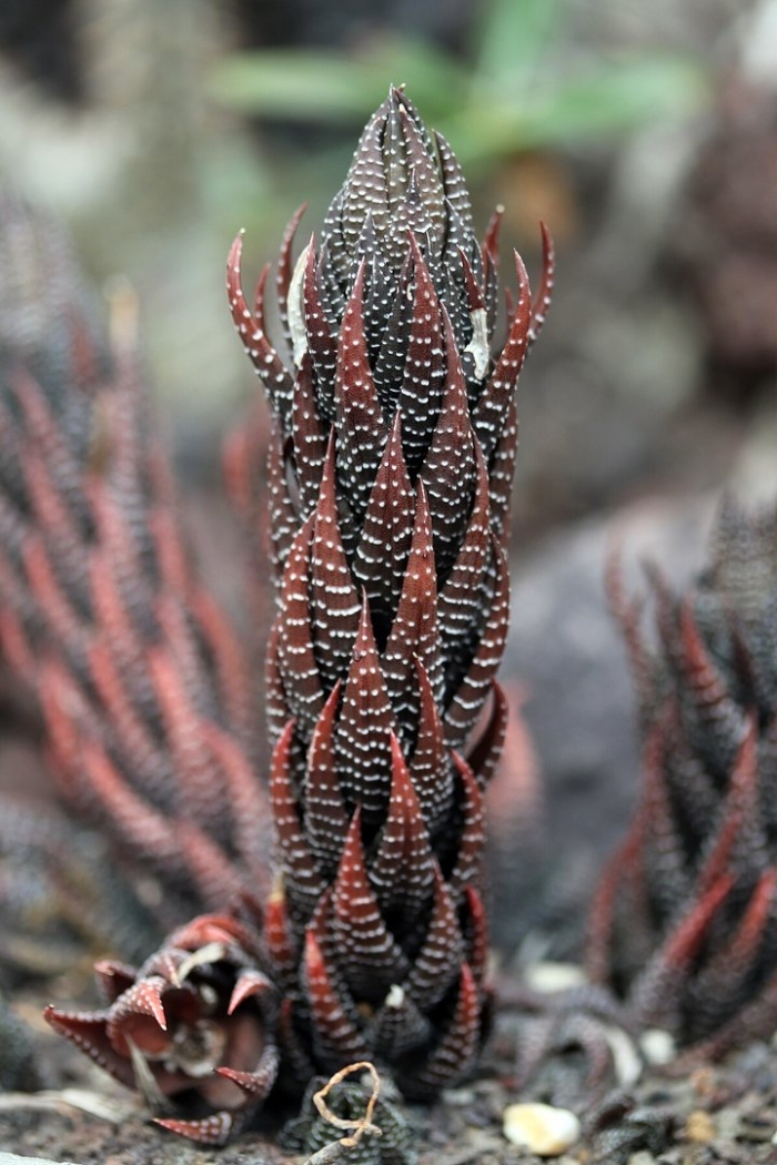 Хавортия coarctata