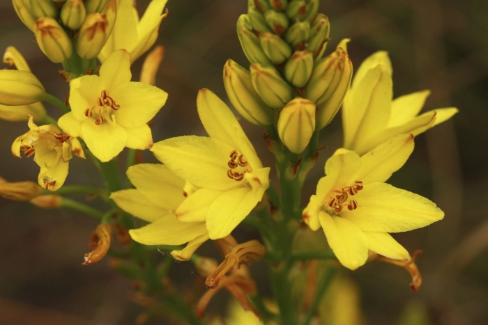 Bulbine bulbosa