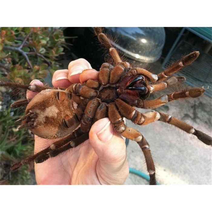 Птицеед голиаф