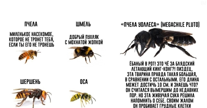Пчела оса шершень шмель отличия бро не