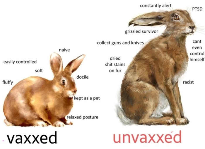 Различие между зайцем и кроликом