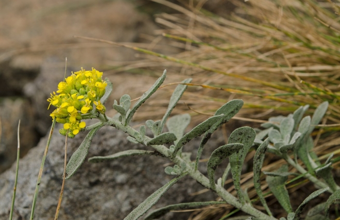 Бурачок пустынный