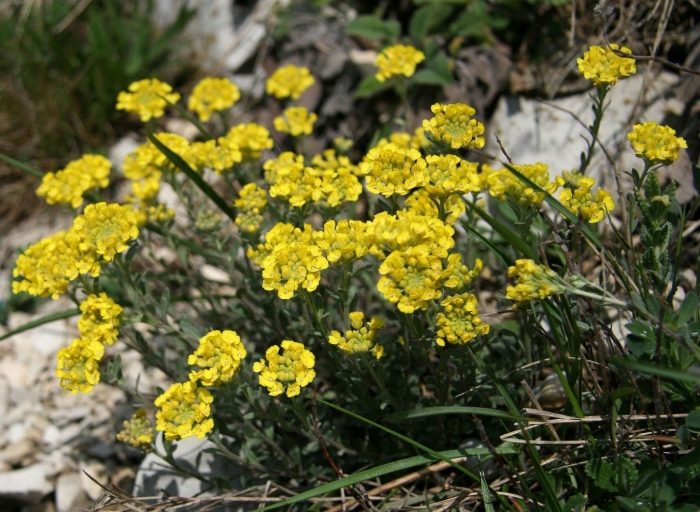 Alyssum gmelinii