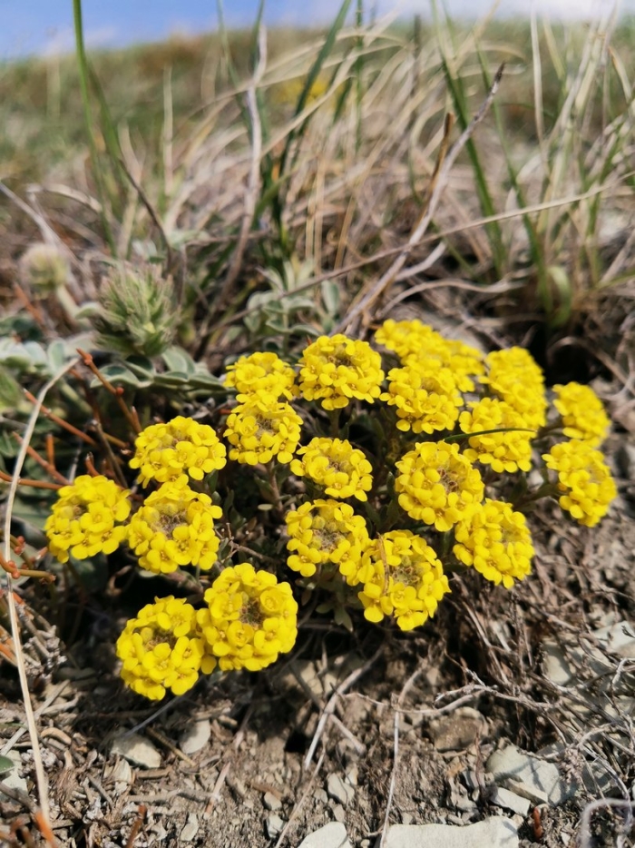 Бурачок пустынный